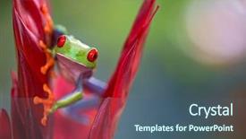  Presentation with central america - Beautiful presentation theme featuring red eyed tree frog backdrop and a ocean colored foreground
