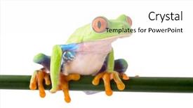  Presentation with costa rica - Slide deck enhanced with red eyed treefrog agalychnis callidrias background and a white colored foreground