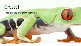  Presentation with red white blue confetti - Colorful presentation enhanced with red-eyed treefrog agalychnis callidryas backdrop and a soft green colored foreground