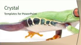  Presentation with meeting red white blue - Slide set having red-eyed treefrog agalychnis callidryas background and a cream colored foreground