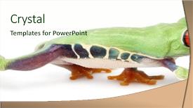  Presentation with red and white industry - Amazing presentation having red-eyed treefrog agalychnis callidryas backdrop and a cream colored foreground