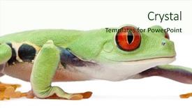  Presentation with walking - Beautiful presentation featuring red-eyed treefrog agalychnis callidryas backdrop and a soft green colored foreground