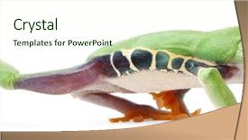  Presentation with eye - Presentation having hawthorn on wooden rustic table background rose hips haw fruit of the dog rose background and a tawny brown colored foreground