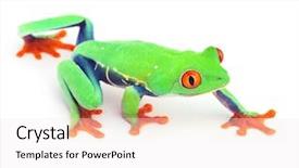  Presentation with funny animal - Slide set consisting of red eyed treefrog frog crawling background and a sky blue colored foreground