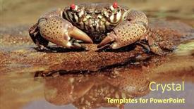  Presentation with coastal - Audience pleasing slide deck consisting of red-eyed-xanthid-crab-eriphia backdrop and a tawny brown colored foreground