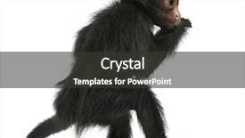  Presentation with spider - Colorful PPT theme enhanced with red-faced spider monkey ateles backdrop and a dark gray colored foreground