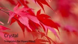  Presentation with fall leaves - Slides having red fall leaves japanese maple background and a red colored foreground
