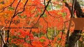  Presentation with fall foliage - Beautiful presentation theme featuring red fall maple tree foliage view backdrop and a red colored foreground