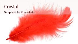  Presentation with feather - Slide set enhanced with red feather isolated on white background and a lemonade colored foreground