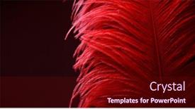  Presentation with feather - Slide set featuring red-feather-on-black-background background and a wine colored foreground