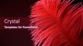  Presentation with feather - Beautiful PPT layouts featuring red-feather-on-black-background backdrop and a tawny brown colored foreground