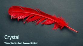  Presentation with feather - Presentation theme enhanced with red feather on black background background and a tawny brown colored foreground