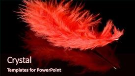  Presentation with feather - Presentation theme consisting of red feather with reflection isolated background and a wine colored foreground