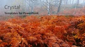  Presentation with fern - Amazing slides having red-fern-in-autumn-forest backdrop and a light blue colored foreground