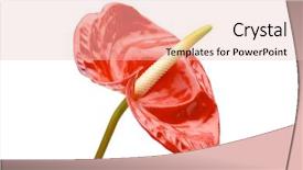  Presentation with flamingo - Colorful slides enhanced with red flamingo flower anthurium on white backdrop and a lemonade colored foreground