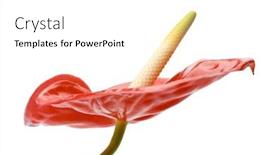  Presentation with flamingo - Presentation theme having red-flamingo-flower-anthurium background and a white colored foreground