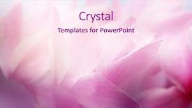  Presentation with beautiful flowers border floral design - Colorful presentation design enhanced with red floral background - beautiful flowers made with color backdrop and a pink colored foreground