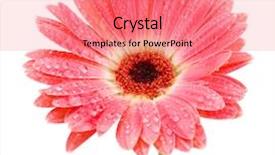  Presentation with gerbera daisy pink flower - Slide set featuring red floral background - beautiful pink gerbera with drops background and a coral colored foreground
