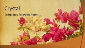  Presentation with bougainvillea - Theme featuring red floral background - old paper with bush background and a yellow colored foreground
