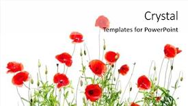  Presentation with poppies - Amazing slide deck having red floral background - poppies on white backdrop and a pink colored foreground