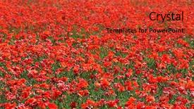  Presentation with poppy - Audience pleasing presentation theme consisting of red flower - poppy field background backdrop and a red colored foreground