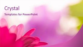  Presentation with green red bank - Beautiful slide deck featuring cosmetic jars of clay isolated backdrop and a white colored foreground