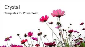  Presentation with red hibiscus rosa sinensis flower - Slides with red flower forest of flowers background and a white colored foreground