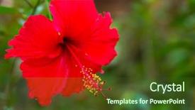  Presentation with hibiscus flower - Slide deck featuring red flower hibiscus macro close background and a tawny brown colored foreground
