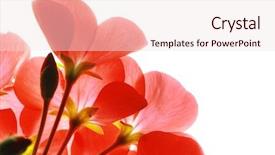  Presentation with flower - Amazing PPT theme having red flower macro over white backdrop and a sky blue colored foreground