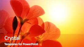  Presentation with bloom - Colorful presentation theme enhanced with red flower macro over white backdrop and a crimson colored foreground