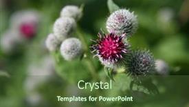  Presentation with thistle - Presentation having st nikola church in town of komiza on vis island off the croatian coast background and a gray colored foreground