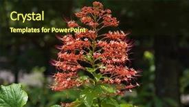  Presentation with hanuman - Slide deck featuring red flower of pagoda flower background and a wine colored foreground