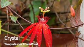  Presentation with passion - Slide deck featuring red flower of wet scarlet background and a tawny brown colored foreground