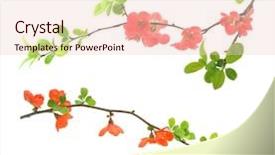  Presentation with red and white abstract - PPT theme featuring red flowering quince isolated background and a lemonade colored foreground