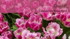  Presentation with red floral - Cool new PPT theme with red-flowers-nature-floral-background backdrop and a coral colored foreground