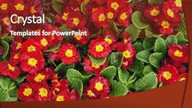  Presentation with flowers - Beautiful PPT layouts featuring red flowers of primrose primula backdrop and a tawny brown colored foreground