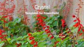  Presentation with sage - PPT theme featuring red flowers of scarlet sage background and a coral colored foreground