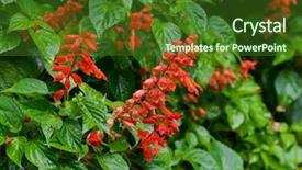  Presentation with tropical flowers - PPT theme enhanced with red flowers of scarlet sage background and a forest green colored foreground