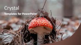  Presentation with woodland - Beautiful PPT layouts featuring red-fly-agaric-mushroom backdrop and a gray colored foreground