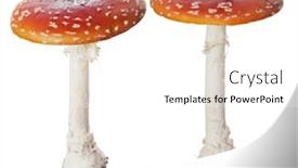  Presentation with fly - Slides consisting of red-fly-agarics-isolated background and a white colored foreground