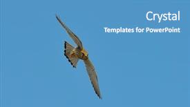  Presentation with red boiled crawfish food - PPT theme enhanced with red-footed falcon flying falco background and a teal colored foreground