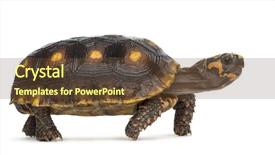  Presentation with tortoise - Amazing presentation design having red-footed tortoises 1 5 backdrop and a tawny brown colored foreground
