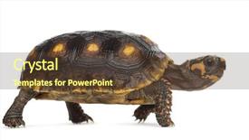  Presentation with tortoise - Amazing slide set having red-footed tortoises 1 5 backdrop and a tawny brown colored foreground
