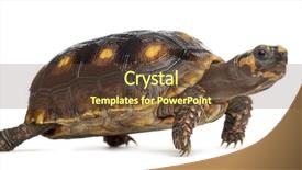  Presentation with tortoise - Slide set with red-footed tortoises 1 5 background and a tawny brown colored foreground