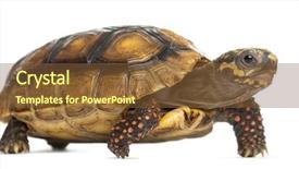  Presentation with tortoise - PPT theme featuring red-footed tortoises 2 years background and a tawny brown colored foreground