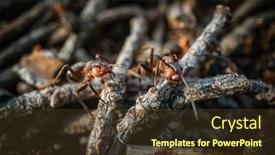  Presentation with ant - Colorful slide deck enhanced with red-forest-ant-macro-close backdrop and a tawny brown colored foreground