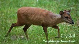  Presentation with safari park beautiful wildlife animal - PPT theme with red forest duiker cephalophus natalensis background and a tawny brown colored foreground