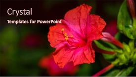  Presentation with flower - PPT layouts having red-four-o-clock-flower background and a wine colored foreground