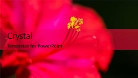  Presentation with clock - PPT layouts enhanced with o'clock flower mirabilis jalapa background and a dark gray colored foreground