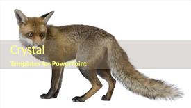  Presentation with fox - Colorful slide set enhanced with red fox 1 year old backdrop and a violet colored foreground